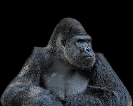 Fototapeta Contemplative Gorilla