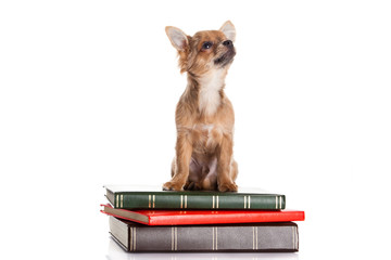 chihuahua on the books isolated on white background