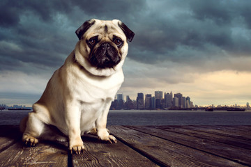 Pug in front of a skyline