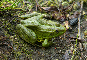 Frog on the algae in the pond