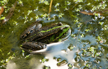 Frog on the algae in the pond