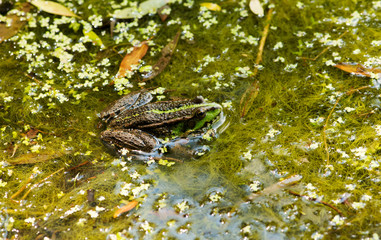 Frog on the algae in the pond