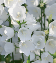 Fototapeta na wymiar White bellflowers