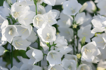 White bellflowers
