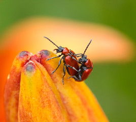 Chrysomelidae insects on lilies