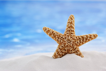 Fototapeta na wymiar Starfish and sand