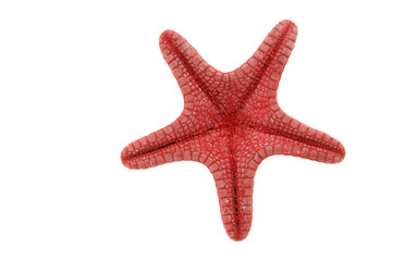 Starfish backside