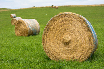 Hay bales on the field