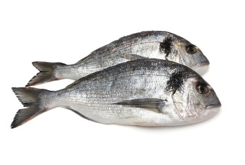 sea bream isolated