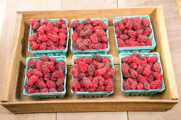 Fresh Tayberries on display at the market
