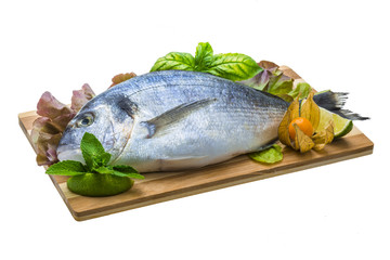 Fresh raw dorada