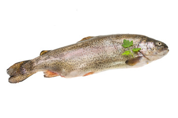 Fresh raw rainbow trout