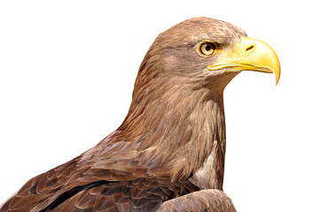 Obraz premium sea eagle isolated on white background