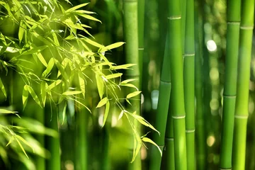 Foto op Plexiglas Bamboo Bos © Li Ding