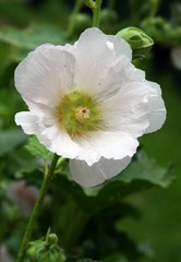 white flower of mallow