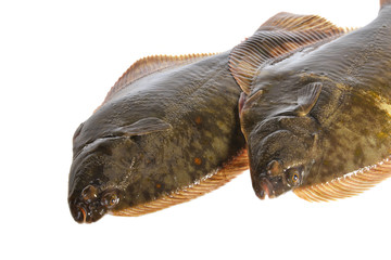 Fresh flounder, Live and freshly caught  Flounder