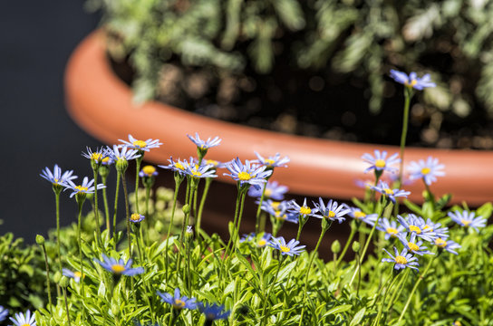 Aster Amellus