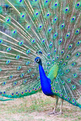 Obraz premium Close-up portrait of beautiful peacock