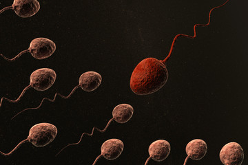 sperm cells and red one leader.