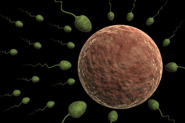 Sperm Cells Entering Human Egg