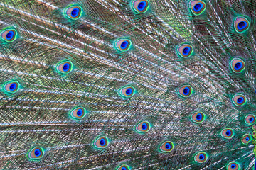 Obraz premium Peacock feather as background