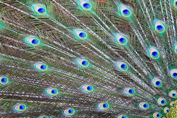 Obraz premium Peacock feather as background