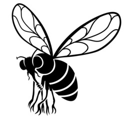 Fly insect.
