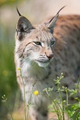 Naklejka na ściany i meble Lynx standing in the grass
