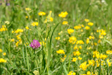 Red flower clover blooming in the field