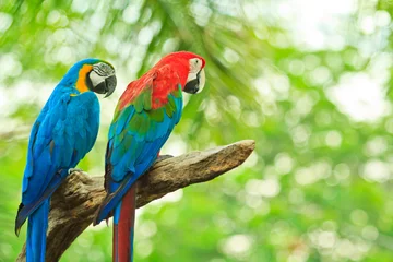 Photo sur Plexiglas Perroquet perroquet ara