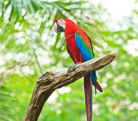 Stof per meter Ara papegaai © Photo Gallery