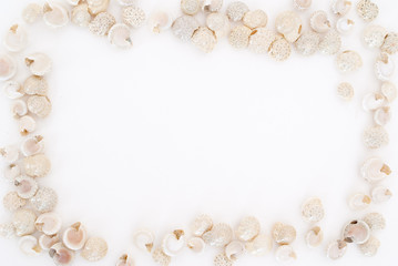 Little shells on white background - copy space for text