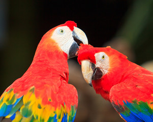 Macaw parrot