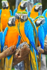 Foto op Canvas Macaw parrot © Photo Gallery