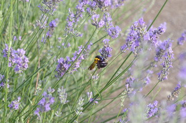 ラベンダーとクマバチ