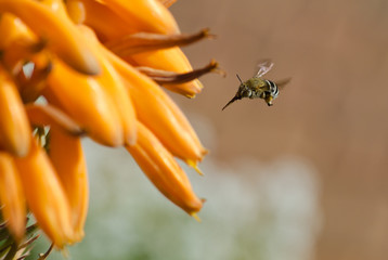 A bee-fly approaches aloe