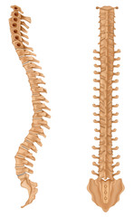 Spine