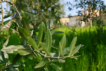 Ölzweig Olivenbaum Zweig Italien