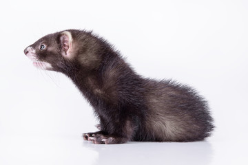 small rodent ferret