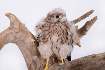 young chick hawk