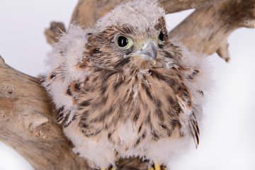 young chick hawk