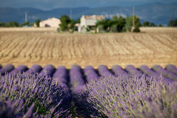 Obraz premium Blooming rows of lavender, Plateau of Valensole, Provence, Franc