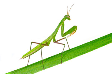 Praying Mantis - Mantis religiosa