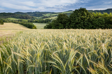 Field of cereal, Myjava region, Slovakia, Europe © Selitbul