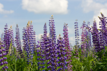 lupine