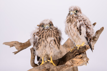 young chick hawk