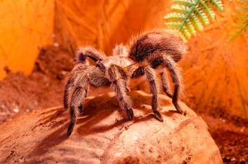 Grammostola rosea