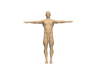 3D human figure