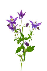 violet columbines