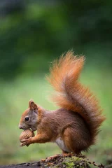 Selbstklebende Fototapeten Eichhörnchen isst eine Nuss © jurra8